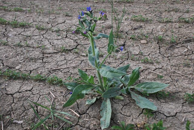 Anchusa azurea